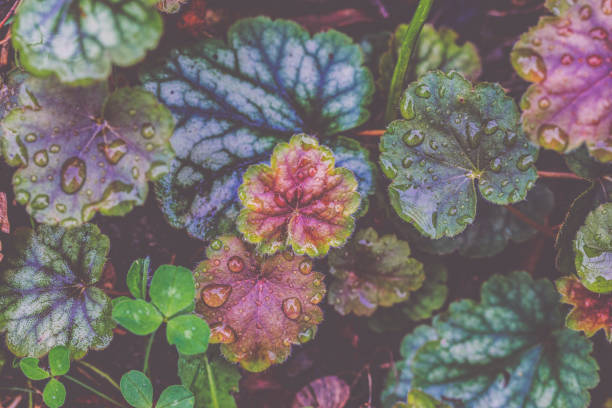 Flowers in the garden