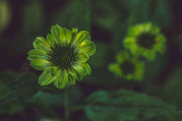Flowers in the garden