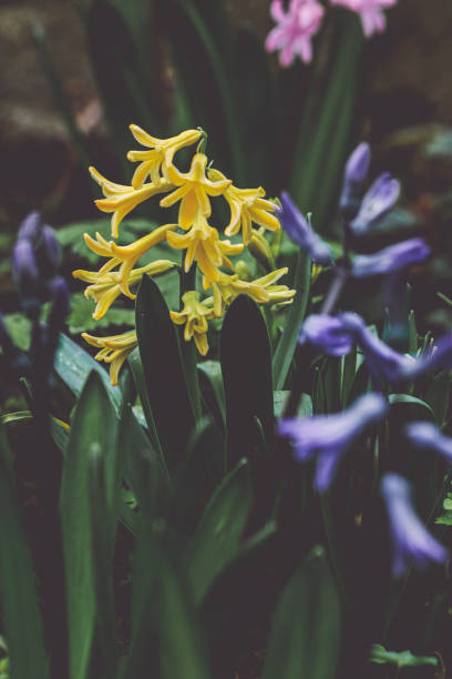 Flowers in the garden
