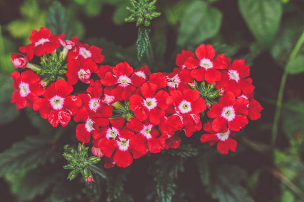 Flowers in the garden