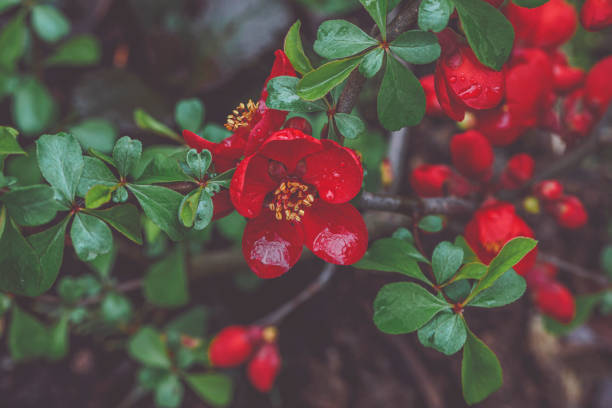 Flowers in the garden