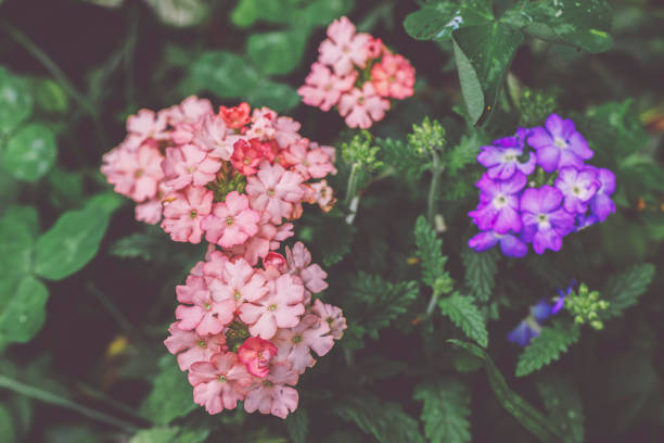 Flowers in the garden