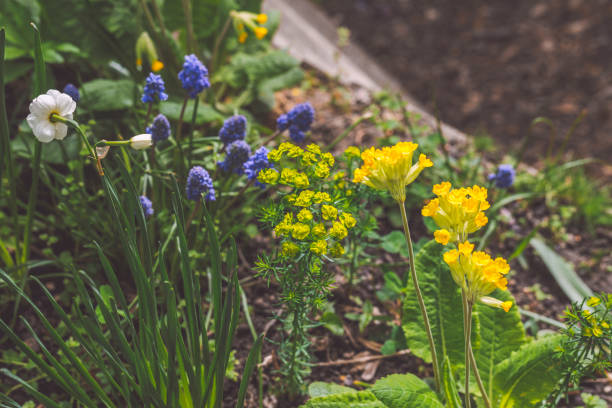Flowers and plants grow in the front garden near the house in a the city