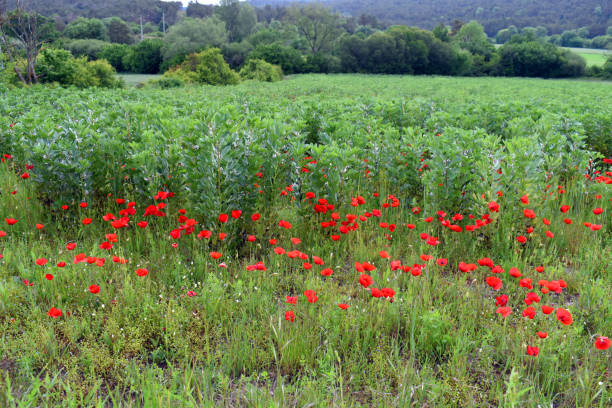 Poppies (Papaver rhoeas) invade a field of broad beans (Vicia faba).