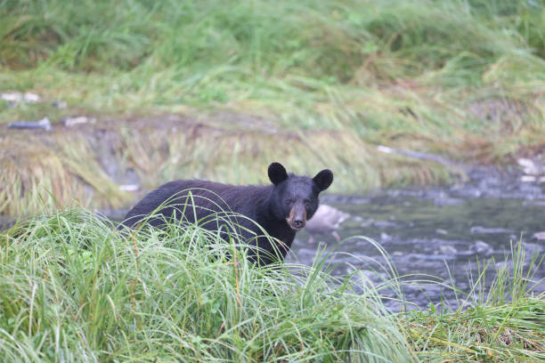 American black bear (Ursus americanus) in lush mountain meadow