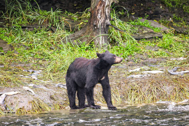 istock Bear in Valdez Alaska eating salmon 2170227241