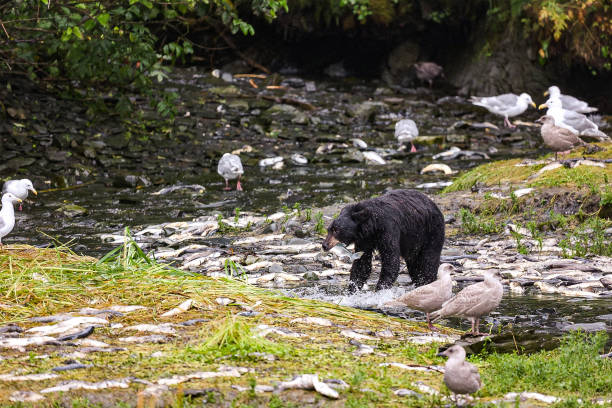 Bear feasting on Salmon in the fall season