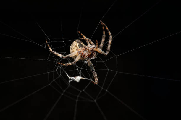 istock Macro view of a Larinioides Sclopetarius spider on its web 2170228535
