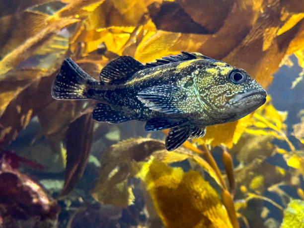A close up of a fish