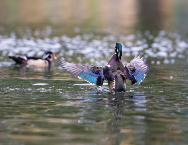 istock A Wood Duck's Colorful Wings - Yorba Regional Park 2170231476