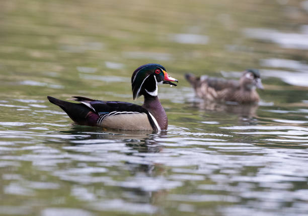 The Beautiful Wood Duck - Yorba Regional Park