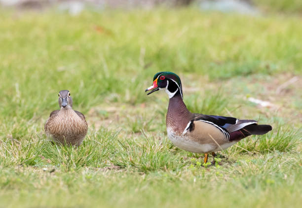 Miscommunication - Wood Ducks at Yorba Regional Park