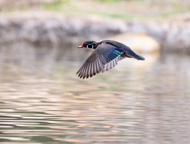 In Flight - Wood Duck at Yorba Regional Park