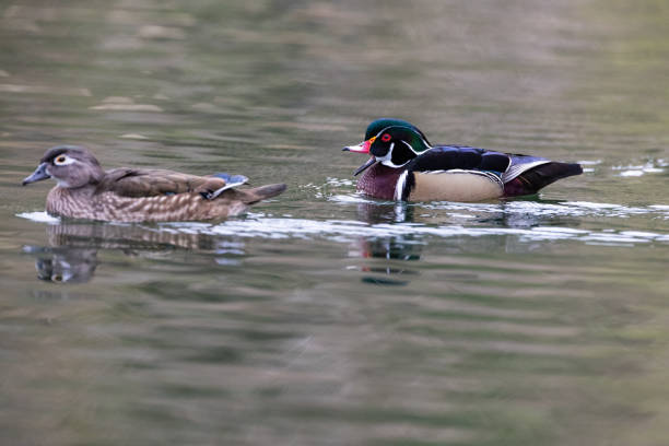istock Get Back Here! - Wood Ducks in Yorba Regional Park 2170231495