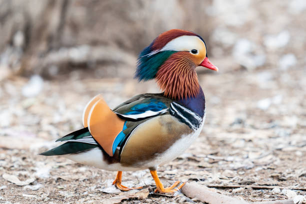 istock The Beauty of the Mandarin Duck 2170231496