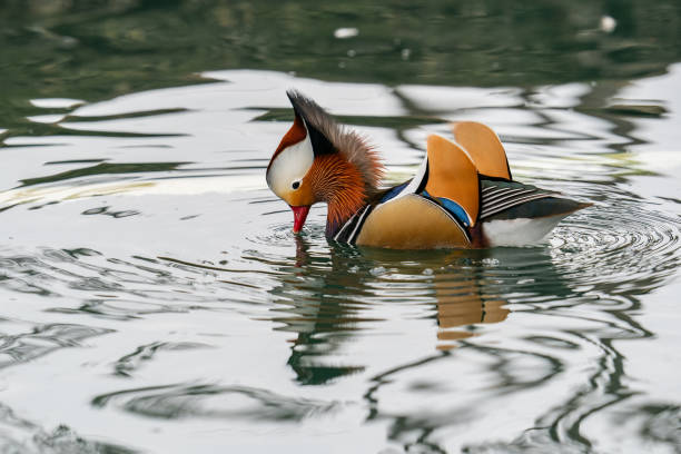 The Mandarin Duck's Majestic Crown