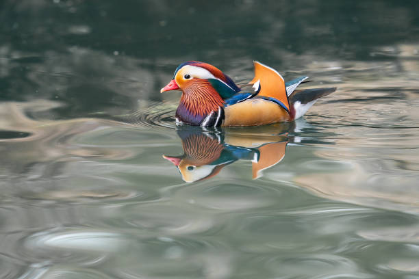 Mandarin Duck Reflected in the Water