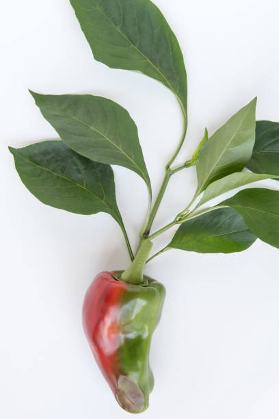 Partially ripened red and green Corno di Toro pepper with sunscald starting at tip of pepper.