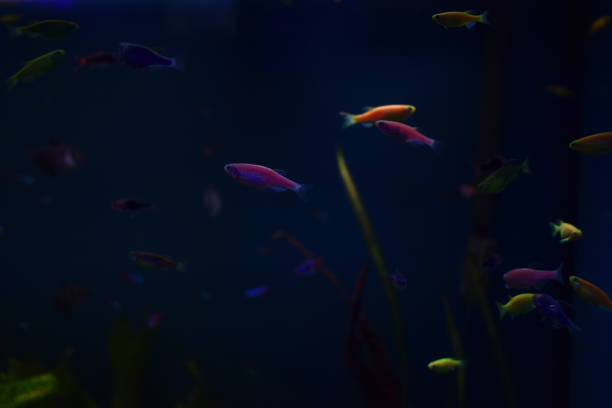 Many small bright cortical fishes in pure blue water swim chaotic