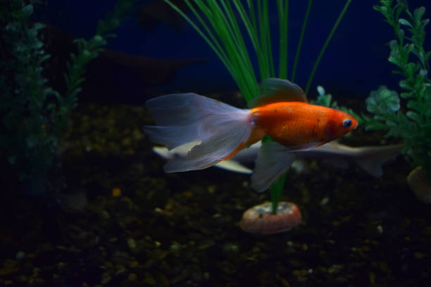 The goldfish on Chinese a sign brings a prosperity and good luck. Goldfish with fine beautiful scale, fins, and tail against green grass.