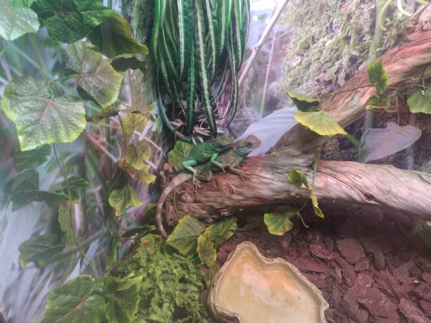 Asian water dragon stands alone, shedding skin on the back. It is a species of agamid lizard native to China and mainland Southeast Asia. Green Chinese Water Dragon. Physignathus cocincinus.