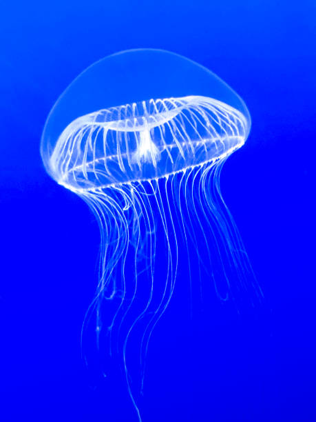istock crystal jellyfish isolated on blue background 2170237784