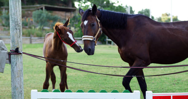 Horse and foal on green pasture