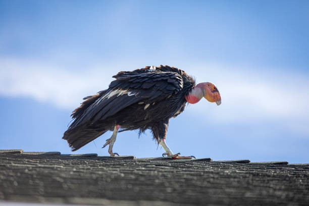 The yellow-headed vulture is 53 to 65 centimeters long and weighs between 950-1550 g. It has a wingspan of 1.60 meters.The coloring of the body and wings is similar to that of the wood vulture (Cathartes melambrotus). From a distance, the head appears light yellow, almost white. It has less feathering on the neck, a shorter tail and brown tones in its plumage. The plumage on the inner part of the wings has a uniform color, unlike the plumage of the wood vulture (Cathartes melambrotus), which has light and dark feathers.The juvenile has a black head.