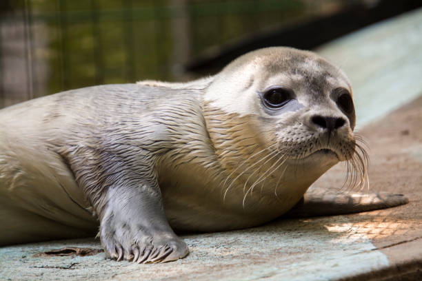 istock Newborn baby harbor seal on the ground 2170239273