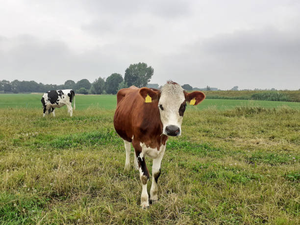 istock a funny cow is watching us in a green meadow 2170239478