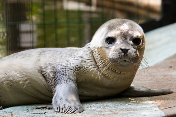 Baby harbor seal, its scientific name is Phoca vitulina