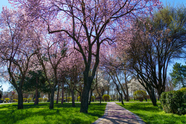 cherry blossoms in the city park, a bright sunny day