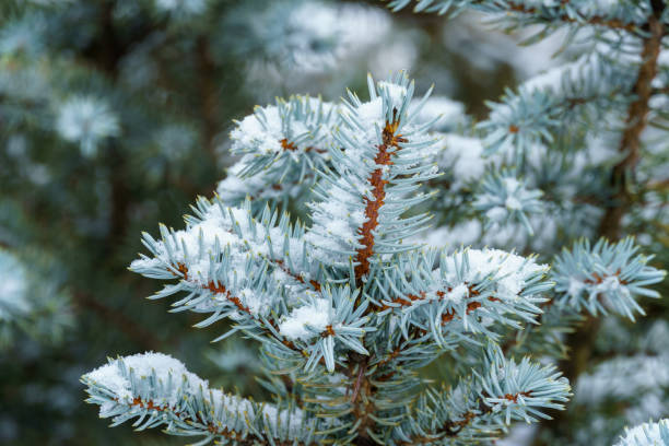 istock a close view of spruce branches covered with snow 2170241066