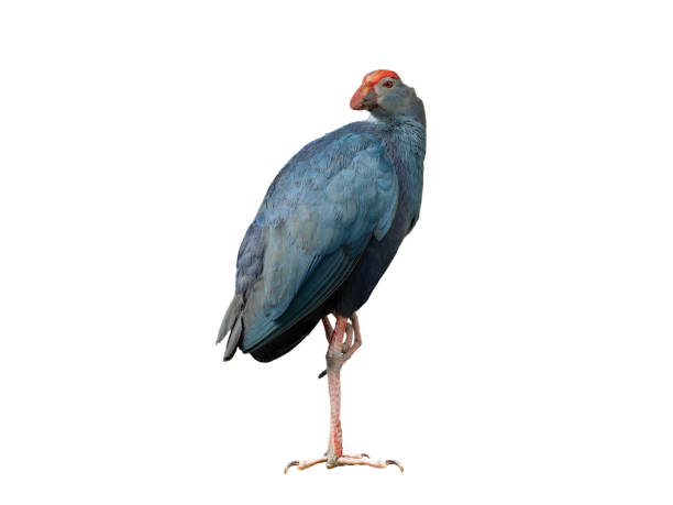 istock purple swamphen isolated on white background 2170242845