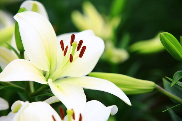 istock Longflower Lily or Easter Lily or White Trumpet Lily flowers 2170244739