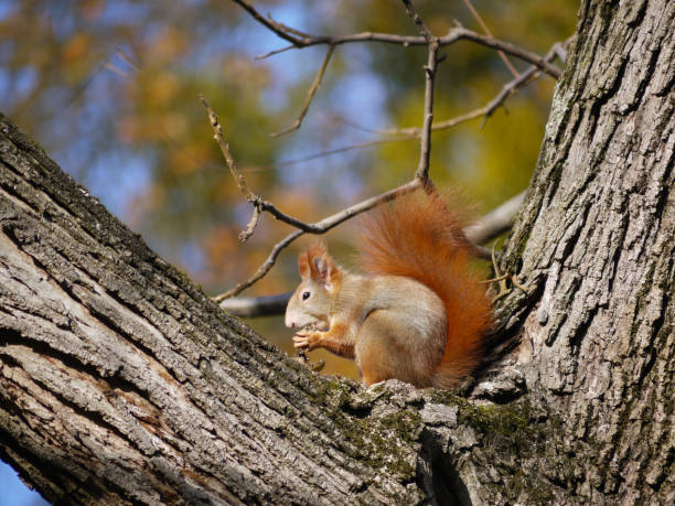istock Close-up squirrel sits on a tree branch and eats a nut in the park in autumn 2170245085