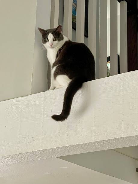 Cute cat perched on open beam above the stairs