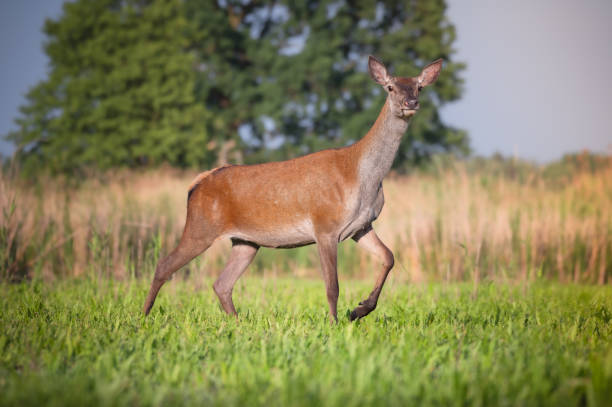 istock Red deer, deer familly. 2170245894