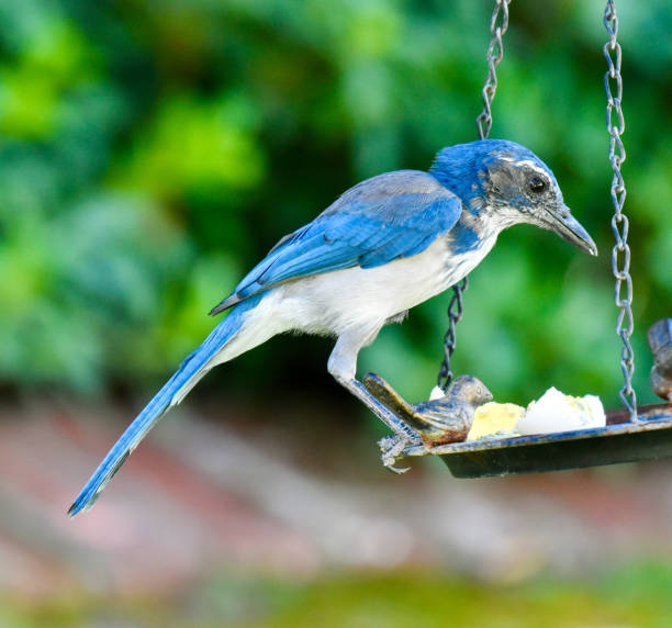 istock Beautiful Scrub Jay eating from bird feeder in garden 2170247574