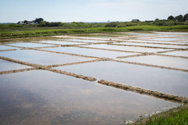 istock Salt marsh in Guerande in France 2170248437