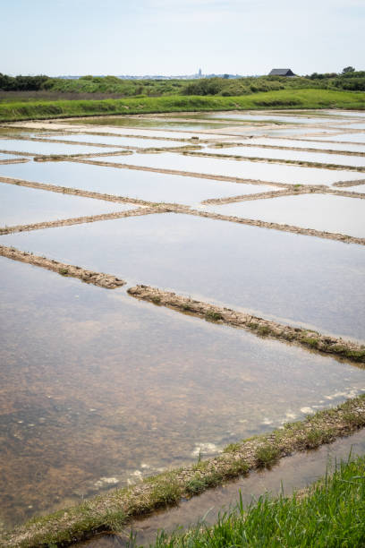 istock Salt marsh in Guerande in France 2170248452