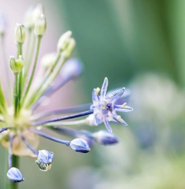 istock Ornamental Onion Flower close-up 2170248751