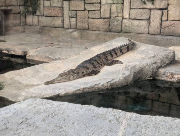 istock West African slender-snouted crocodile Mecistops cataphractus, close up 2170248778
