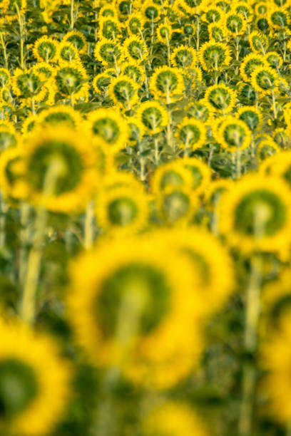 selective focus view of a sunflowers field in summer