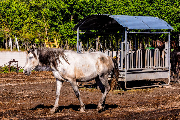 Photo picture of beautiful Horse on a farm
