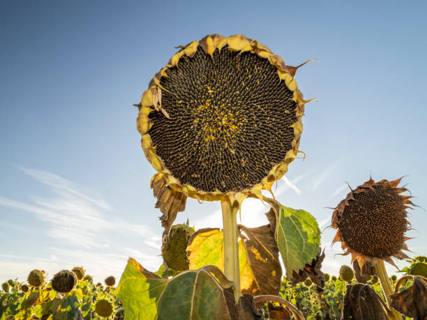 istock Agriculture, sunflower field 2170250524