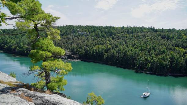 istock Windsept Pine Overlooking Covered Portage Cove 2170251974