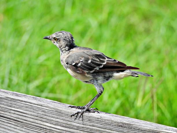 istock Northern Mockingbird (Mimus polyglottos) - perched on a wood railing 2170252739