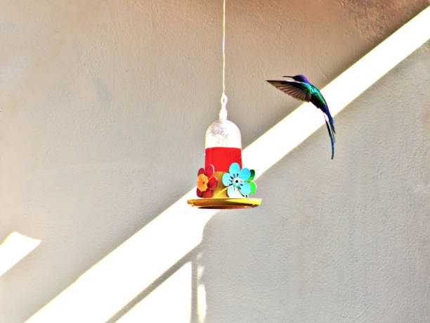 istock Swallow-tailed Hummingbird (Eupetomena macroura), circling around a plastic feeder illuminated by sunlight. 2170254148