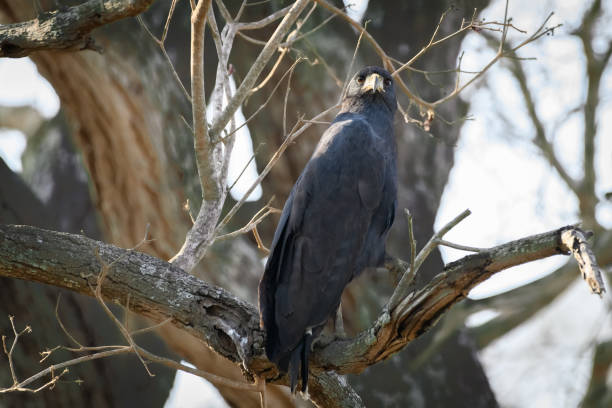 istock Birds of the Pantanal 2170254754